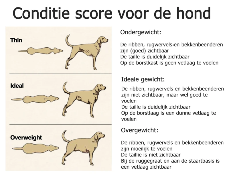 Conditiescore Hond