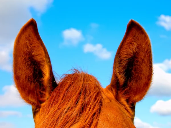 Paardenoren