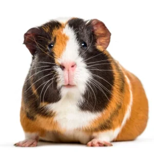 Cavia