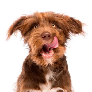 Mijn hond eet poep!