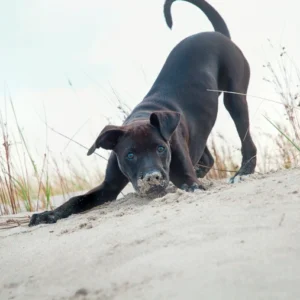 Supplement voor je hond