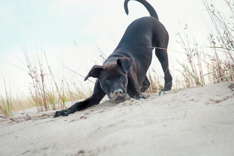 Hond