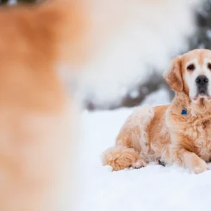 Senior hond
