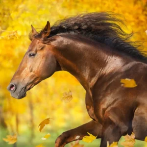 Balancer voor je paard