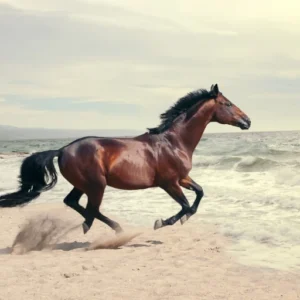 Is je paard vet of fit?