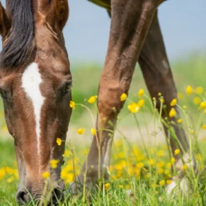 Paardenwei in het voorjaar