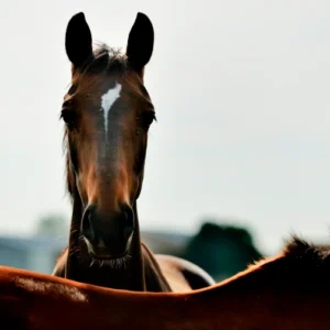 Paardenvoer
