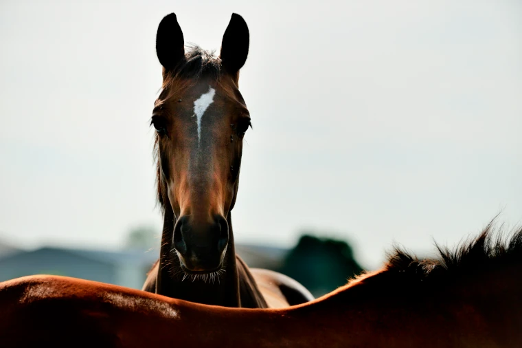 Paard
