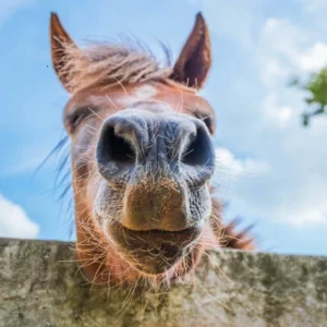 Supplement voor je paard