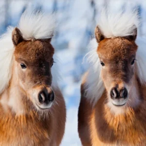 Je paard en koud weer