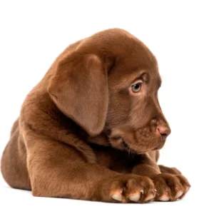 Je puppy goed voeren