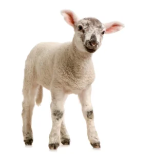 Schaap