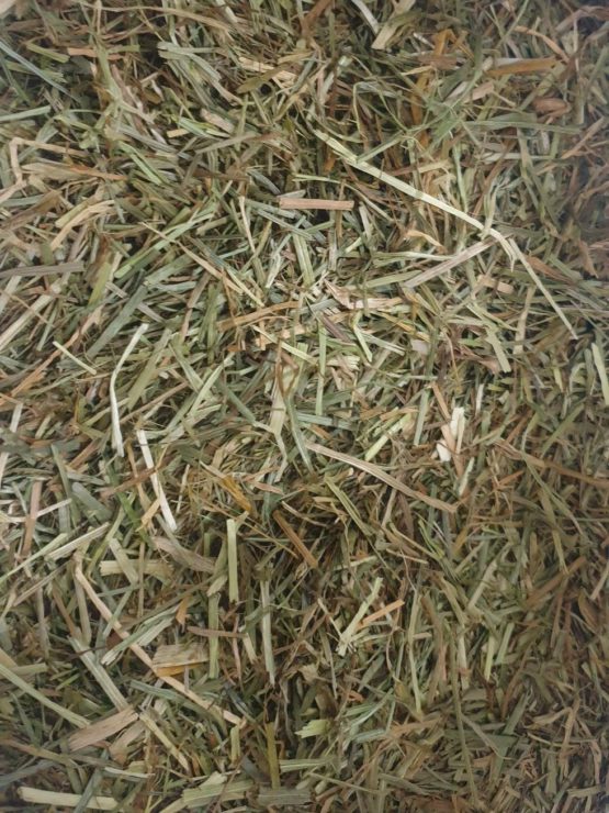 Horse Just Grass