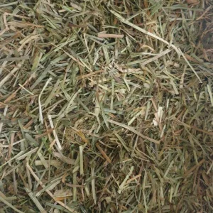Horse Just Grass