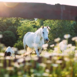 PPID / Equine Cushing