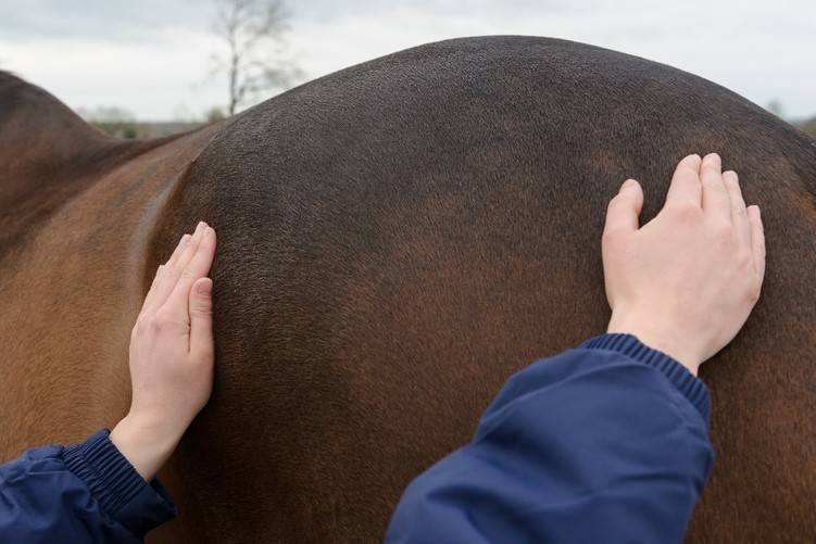 Vetscore Heupen