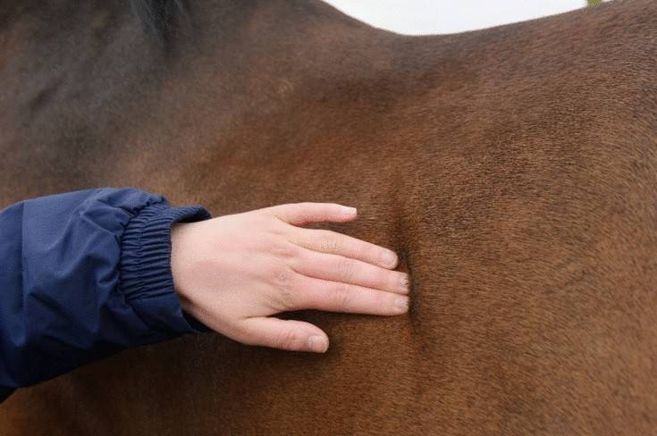Vetscore Middenhand ribbenkast