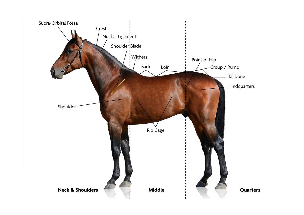 Vetscore Paard vet of fit?