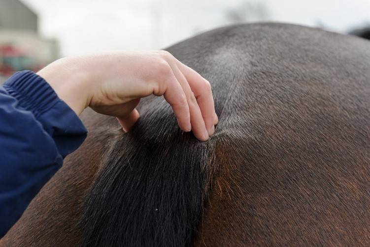Vetscore achterhand