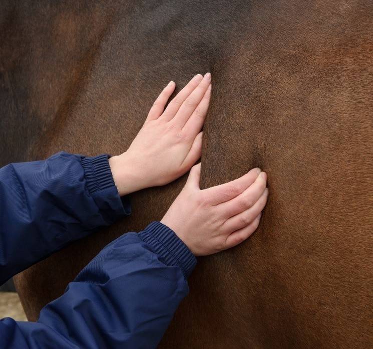 Vetscore schouderblad